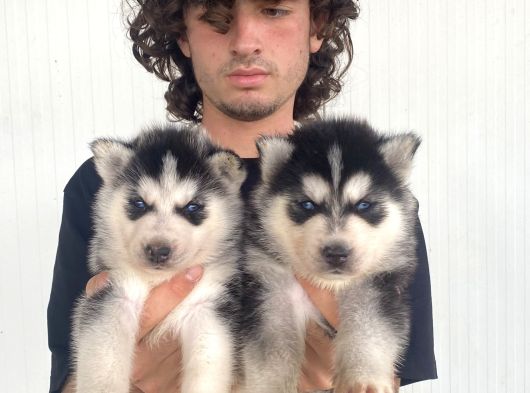 Si̇yah Mavi̇ Göz Üst Kali̇te Husky Yavrular görsel