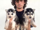 Si̇yah Mavi̇ Göz Üst Kali̇te Husky Yavrular