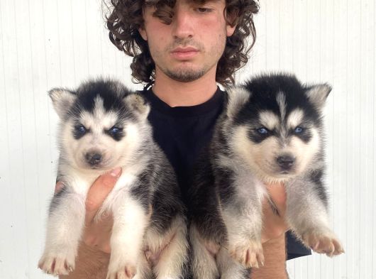 Si̇yah Mavi̇ Göz Üst Kali̇te Husky Yavrular görsel