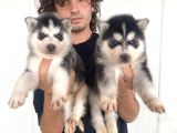 Si̇yah Mavi̇ Göz Üst Kali̇te Husky Yavrular