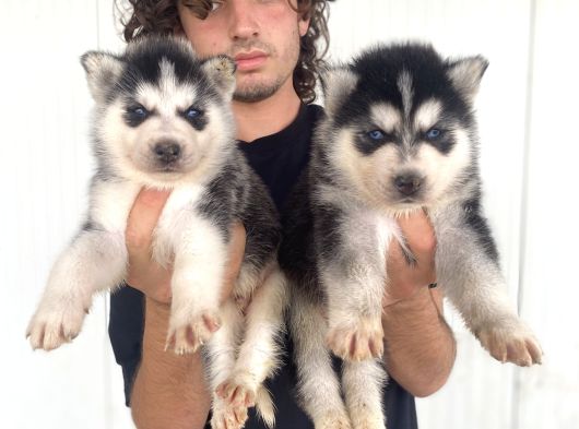 Si̇yah Mavi̇ Göz Üst Kali̇te Husky Yavrular görsel