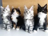 Orjınal safkan maine coon bebeklerimiz