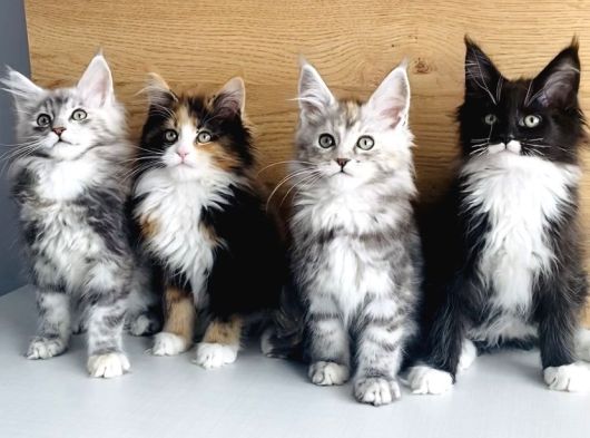 Orjınal Safkan Maine Coon Bebeklerimiz