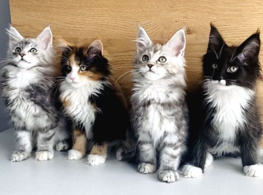 Orjınal Safkan Maine Coon Bebeklerimiz görsel