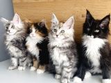 Orjınal Safkan Maine Coon Bebeklerimiz