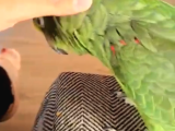 PrehistoricPets güvencesi ile Amazon