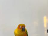 PrehistoricPets güvencesi ile Güneş Konur