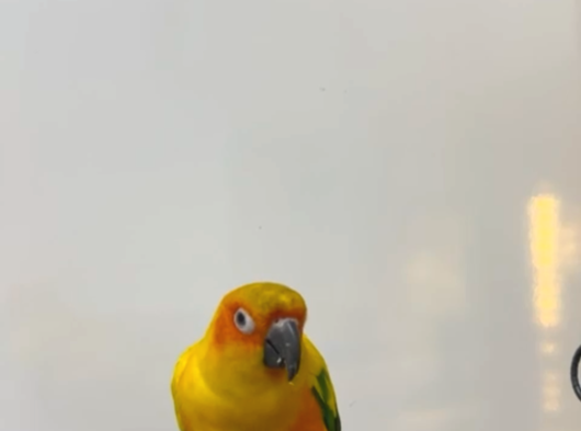 Prehistoricpets Güvencesi Ile Güneş Konur