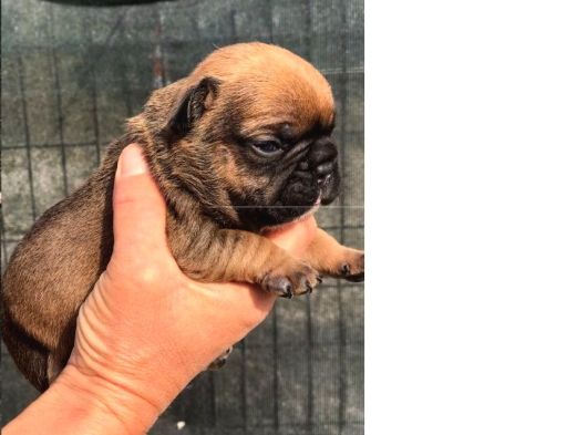 A Kali̇te Yavru French Bulldog 724 Ulaşabi̇li̇rsi̇ni̇z görsel