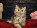 Vonalpet Garantisiyle Mükemmel Kalitede British Shorthair