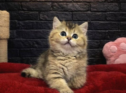 Vonalpet Garantisiyle Mükemmel Kalitede British Shorthair görsel