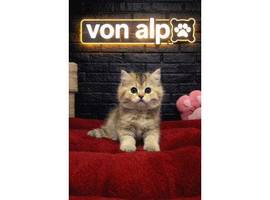 Vonalpet Garantisiyle Mükemmel Kalitede British Shorthair