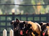 Belçika Malinois Yavrularımız