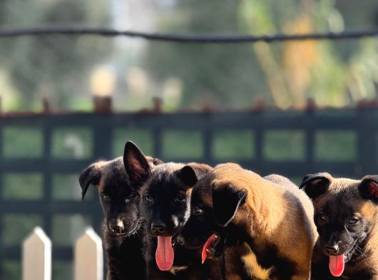 Belçika Malinois Yavrularımız görsel