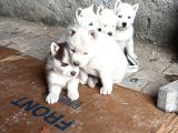 Teslime hazır husky yavrularımız
