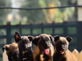 Belçika Malinois Yavrularımız