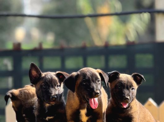 Belçika Malinois Yavrularımız görsel