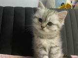 A kalite yavrular yeni sahiplerini arıyor