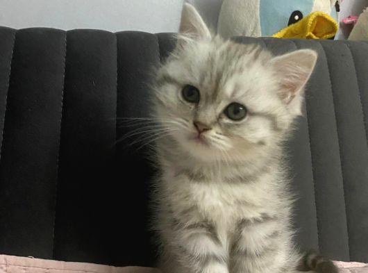 A Kalite Yavrular Yeni Sahiplerini Arıyor