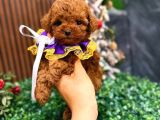 Sağlık kontrollü en Özel Korean Poodle Yavrularımız
