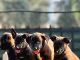 Belçika Malinois Yavrularımız