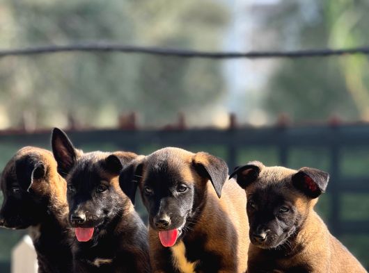 Belçika Malinois Yavrularımız