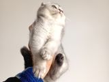 Scottish Fold Ve Brittish Shortahi̇r Yavrular