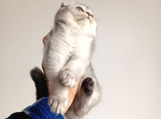 Scottish Fold Ve Brittish Shortahi̇r Yavrular görsel