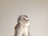 Scottish Fold Ve Brittish Shortahi̇r Yavrular