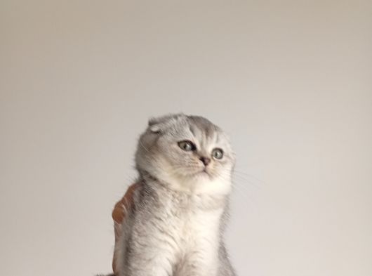 Scottish Fold Ve Brittish Shortahi̇r Yavrular görsel