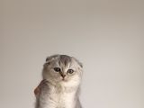 SCOTTISH FOLD VE BRITTISH SHORTAHİR YAVRULAR