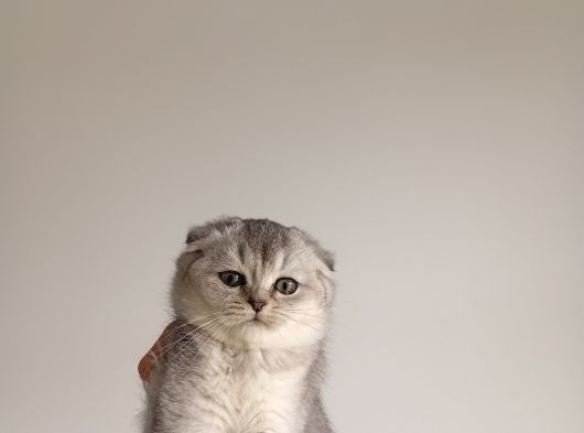 Scottish Fold Ve Brittish Shortahi̇r Yavrular