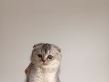 Scottish Fold Ve Brittish Shortahi̇r Yavrular