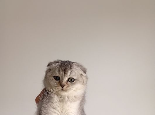 Scottish Fold Ve Brittish Shortahi̇r Yavrular görsel