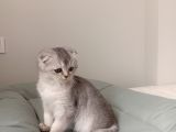 Scottish Fold Ve Brittish Shortahi̇r Yavrular