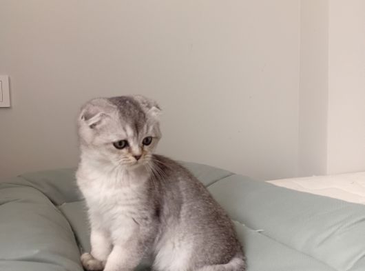 Scottish Fold Ve Brittish Shortahi̇r Yavrular görsel