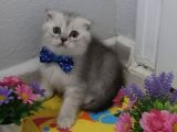 Bal Yüzlü Silver Yavrum Teslime Hazır