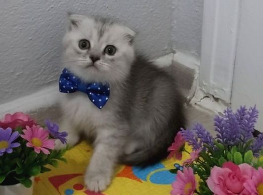 Bal Yüzlü Silver Yavrum Teslime Hazır görsel