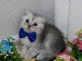 Bal Yüzlü Silver Yavrum Teslime Hazır