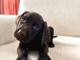 Kahverengi Labrador Retriver