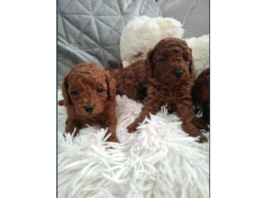 Poodle En Özel Yavrular görsel