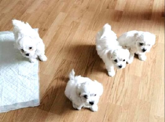 Xs Maltese Bebekler görsel