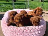 Poodle en özel yavrular