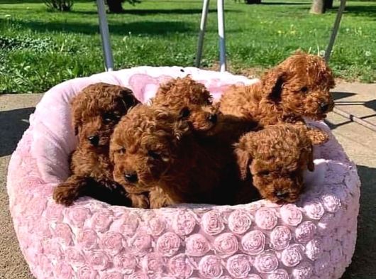 Poodle En Özel Yavrular