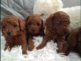 Poodle En Özel Yavrular