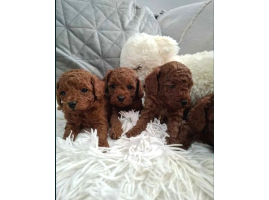 Poodle En Özel Yavrular görsel