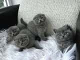 Türkiyenin en güzel Scottish Fold bebekleri