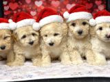 A kalite maltipoo yavrularım