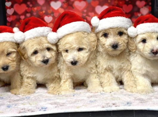 A Kalite Maltipoo Yavrularım