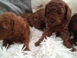 Poodle En Özel Yavrular